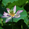 夏の光に