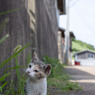 ニャんだ、これ？