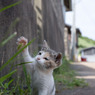 ちょいちょい