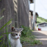 知らん顔