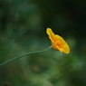 写真掌編：続々・夜会の花（龍馬異聞 Ⅲ）１