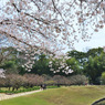 後楽園　桜の頃・・・