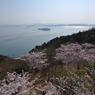 王子が岳　桜風景