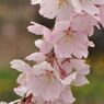 シダレザクラの花束