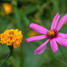 写真掌編：続々・夜会の花（龍馬異聞 Ⅲ）２