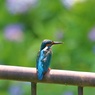 動物園でカワセミ