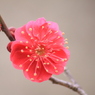 紅梅開く