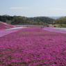 芝桜公園