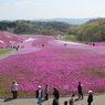 芝桜公園全景