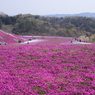 芝桜と風景