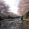 ジオラマ風 DE 桜