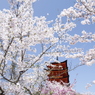 染める春