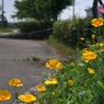 写真掌編：続々々・夜会の花（龍馬異聞 Ⅳ）１