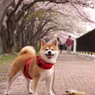 桜　散歩道　～柏尾川プロムナード編～