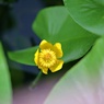 池を点描する花