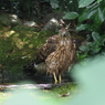 おおたか(幼鳥）