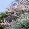 sakura #6