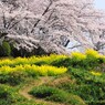 sakura #8