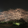 Sakura　in　the　nigｈｔ　rain