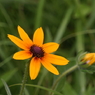 写真掌編：続々々々・夜会の花（龍馬異聞 Ⅴ）３