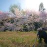 堤桜