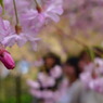 京都御所