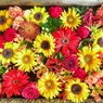 8月　花まいり