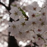 IMG_0260