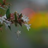 写真掌編：続々々々・夜会の花（龍馬異聞 Ⅴ）５