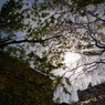 京都府庁