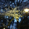 IMG_0287 (1920x1280)