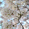 桜３