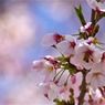 春の蜜は美味なり