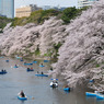 千鳥ヶ淵 '11