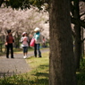 桜、公園、日曜日　#8