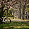 桜、公園、日曜日　#12