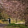 桜、公園、日曜日　#17