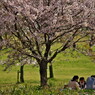 桜、公園、日曜日　#18