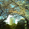 2010年4月10日青山霊園の桜_1