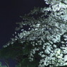 月見桜