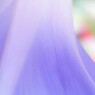 Ipomoea nil