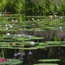 夏の池