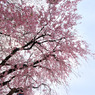 sakura9