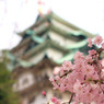 ｓａｋｕｒａ11