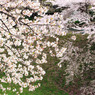 ｓａｋｕｒａ12