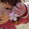 醍醐寺の桜②〜はな