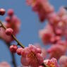 岡本梅林公園2