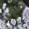 夢桜Ⅲ