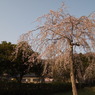 枝垂れ桜