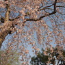 桜雨
